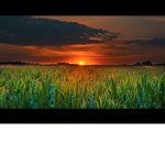 The Field of all