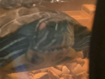 Idk ig I called the turtle group