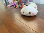 Jets or a cute cute cute cute thick cat