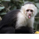 The monkeys squad