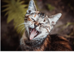 The cats of the fish