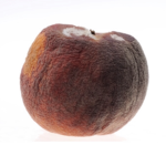 ~*Rotten Peach Army*~