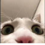 CAT CAT CAT CAT CAT CAT I WANT CAT