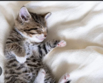 United Cat Kingdom