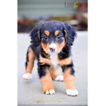 The dog is the cutest animal in the world