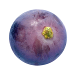 grape family