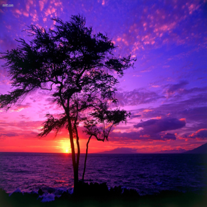 pretty-scenery-1 Roblox decal