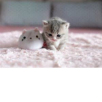 People Who Luv Cats
