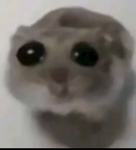 Hamsti sadhamster
