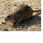 Super mousey