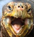 Turtleeeeeeeeeeeeeee