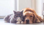 Kitty's and Puppies