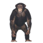 The big monke