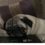 Team pug -a -corns!