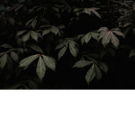 exotic@lly