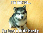 Huskies fans!!