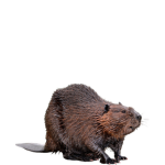 United Beavers