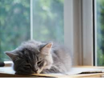 Calm cat studios