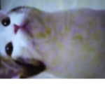 CAT GANG the best group