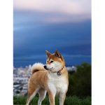 Doge rules the world and my group