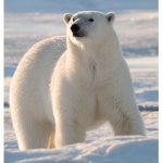 The Arctic Cubs