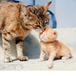 Kitten's And Cat's !
