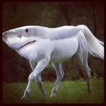 Shark is cool.