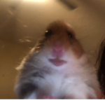 Hamster Maniacs