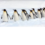 Pinguinos de Papa