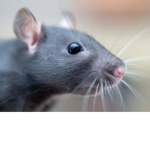 Rats Official.