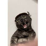 DrKittyWaffles