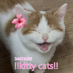 !!kitty cats!!