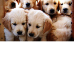 Puppies time!