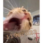 ali is fake !!!