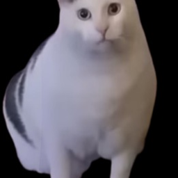 Cat Meme City (NEW MALL)