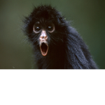 Monkey Clan123abc