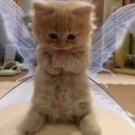 liene_1