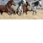 Wild_horses