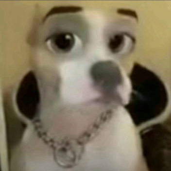 dog