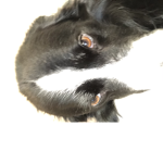 Eoin playz fan club
