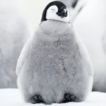 Jelly Penguin