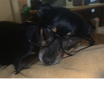 Puppy group only dogs
