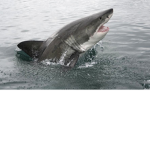 The sharks of roblox!!!!!!