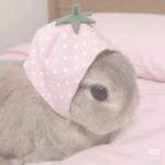 Avery's bunnies