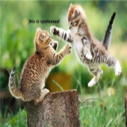 sparta cat Roblox decal