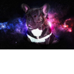 Gaming dog Game studio