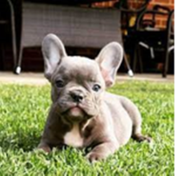 Frenchie War