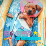 {beach puppies}