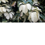 TheLeafFamily