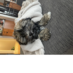 Puppy (cute)